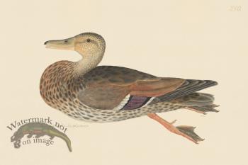 Rudbeck CFA 250 Mallard